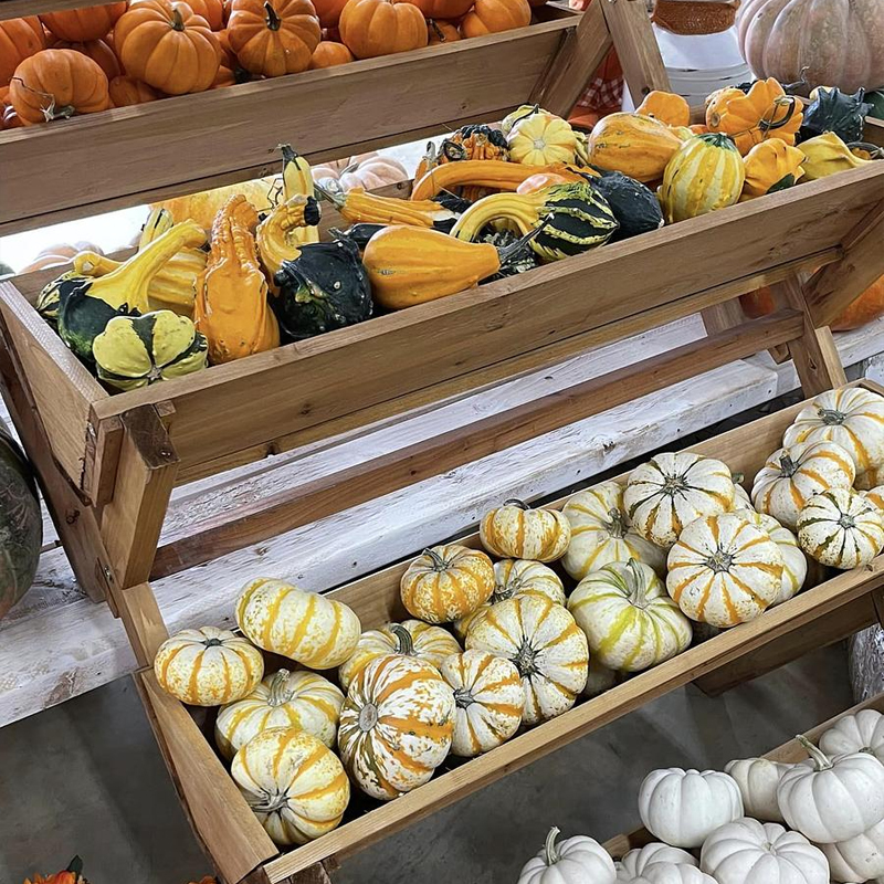 Gourds Of All Shapes & Sizes