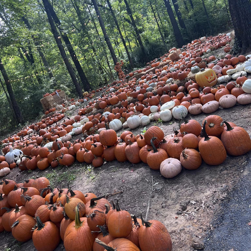 Hundreds Of Pumpkin Patch Pumpkins